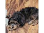 Aussiedoodle Puppy for sale in Ionia, IA, USA