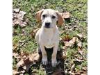 Adopt Fury a Labrador Retriever