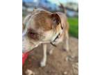 Adopt Quill a Pit Bull Terrier, Catahoula Leopard Dog