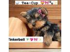 Yorkshire Terrier Puppy for sale in San Francisco, CA, USA