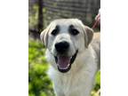 Adopt Kramer- Courtesy Listing a Labrador Retriever, Great Pyrenees