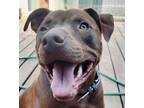 Adopt Pinto Bean - Courtesy Listing a Staffordshire Bull Terrier