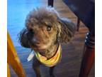 Adopt Simon a Poodle