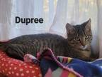 Adopt Dupree a Domestic Short Hair
