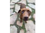 Adopt Eeyore a Chocolate Labrador Retriever, Pit Bull Terrier