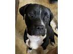 Adopt Knightwing a Pit Bull Terrier, Boxer