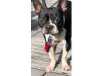 Adopt Roman a Boston Terrier