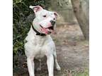 Adopt Marshmallow the mushy Pittie a Pit Bull Terrier