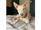 Adopt Kevin a White German Shepherd, Shepherd