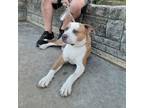 Adopt Colby a Australian Cattle Dog / Blue Heeler, Staffordshire Bull Terrier