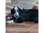 Adopt Sam a Australian Shepherd