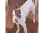 Adopt Ronnie a Pit Bull Terrier