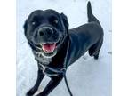 Adopt Dart a Black Labrador Retriever, Australian Cattle Dog / Blue Heeler