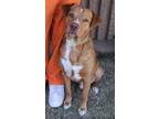 Adopt Red a Rhodesian Ridgeback