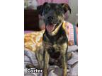 Adopt Carter a German Shepherd Dog
