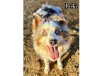 Adopt Loki a Australian Shepherd