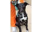 Adopt Roo a Labrador Retriever