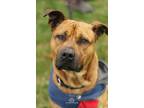 Adopt Chase a Black Mouth Cur