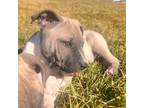 Adopt Axel a Pit Bull Terrier