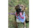 Adopt Bandit a Boxer, Plott Hound