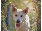 Adopt Boomhauer 3083 a German Shepherd Dog, Husky