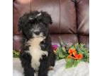 Mutt Puppy for sale in Mountain Grove, MO, USA