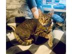 Adopt Trick bonded to Treat a Domestic Short Hair