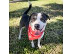 Adopt Compa a Pit Bull Terrier, Siberian Husky