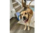 Adopt Sam Doyle a Labrador Retriever, Great Dane