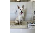 Adopt Ringo a White German Shepherd, Siberian Husky