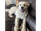Adopt Blanco a Great Pyrenees