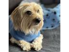 Adopt Ash a Yorkshire Terrier, Dachshund