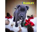 Adopt Harley a Labrador Retriever