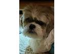 Adopt Bishop a Shih Tzu