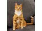 Adopt Tommy a Exotic Shorthair