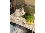 Adopt Jack-Jack a Californian, Lionhead