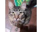 Adopt Michael a Domestic Medium Hair, Tabby