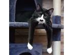 Adopt Groucho a Black & White or Tuxedo Domestic Shorthair / Mixed cat in