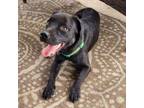 Adopt Claude a Patterdale Terrier / Fell Terrier, Black Labrador Retriever
