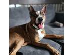 Adopt Busy B a Brown/Chocolate Cattle Dog / Australian Kelpie dog in Tampa
