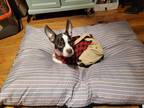 Adopt Alex (aka Pants) a Boston Terrier