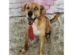 Adopt Kyde a Mixed Breed