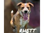Adopt RHETT a Australian Cattle Dog / Mixed dog in Moberly, MO (37903624)
