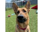 Adopt Wade a German Shepherd Dog