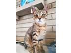 Adopt Willy/Willis a Tabby