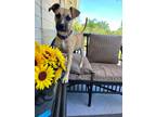 Adopt Lana a Tan/Yellow/Fawn - with Black Mixed Breed (Medium) dog in West Palm