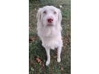 Adopt Doc a Australian Shepherd