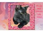 Adopt Winston a Domestic Short Hair