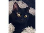 Adopt FreddieM a All Black Siberian (short coat) cat in Claremont, CA (37905055)