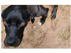Adopt Acacius a Black Labrador Retriever / Mixed Breed (Medium) dog in